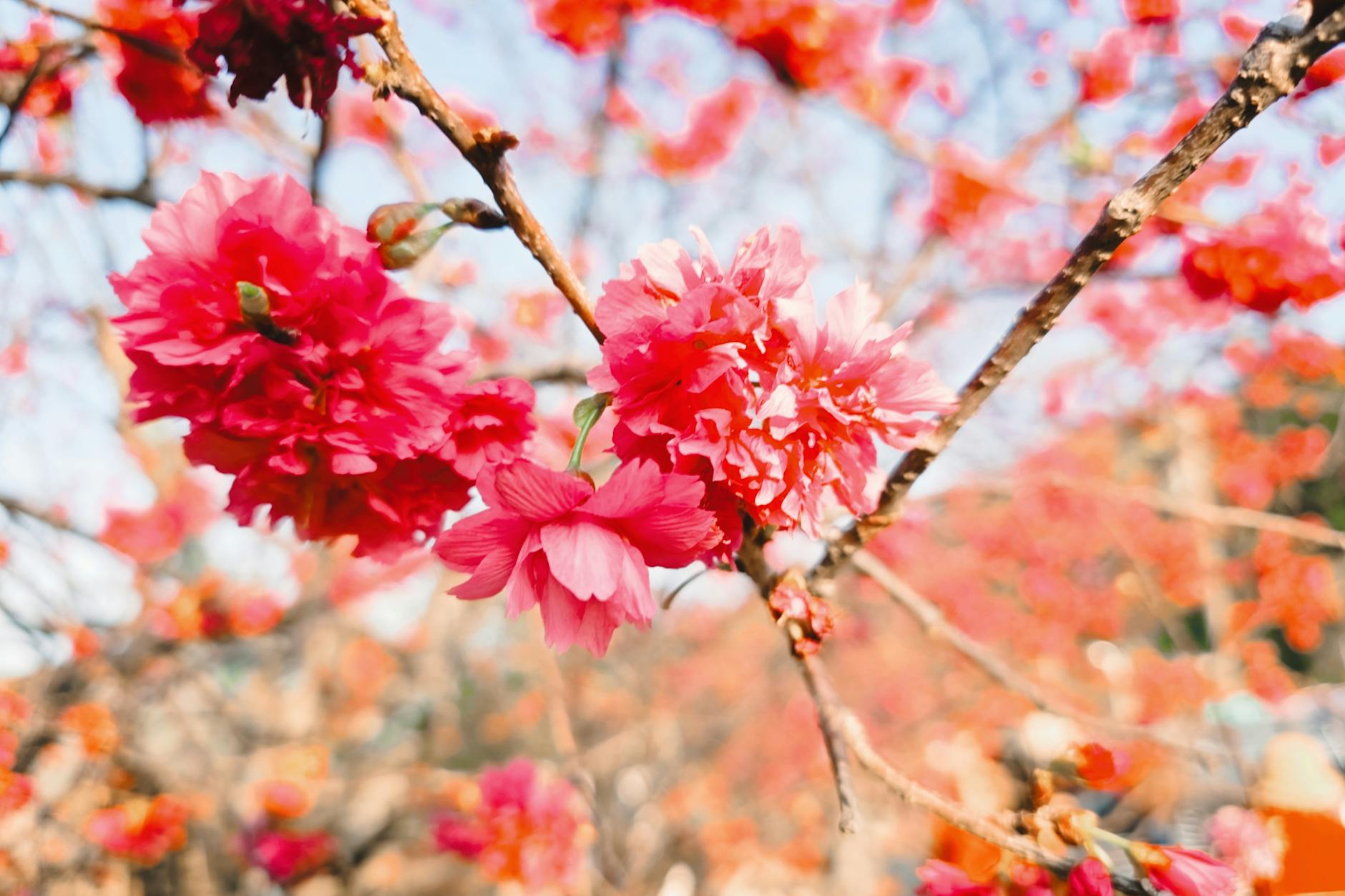 福岡の桜の花と公園