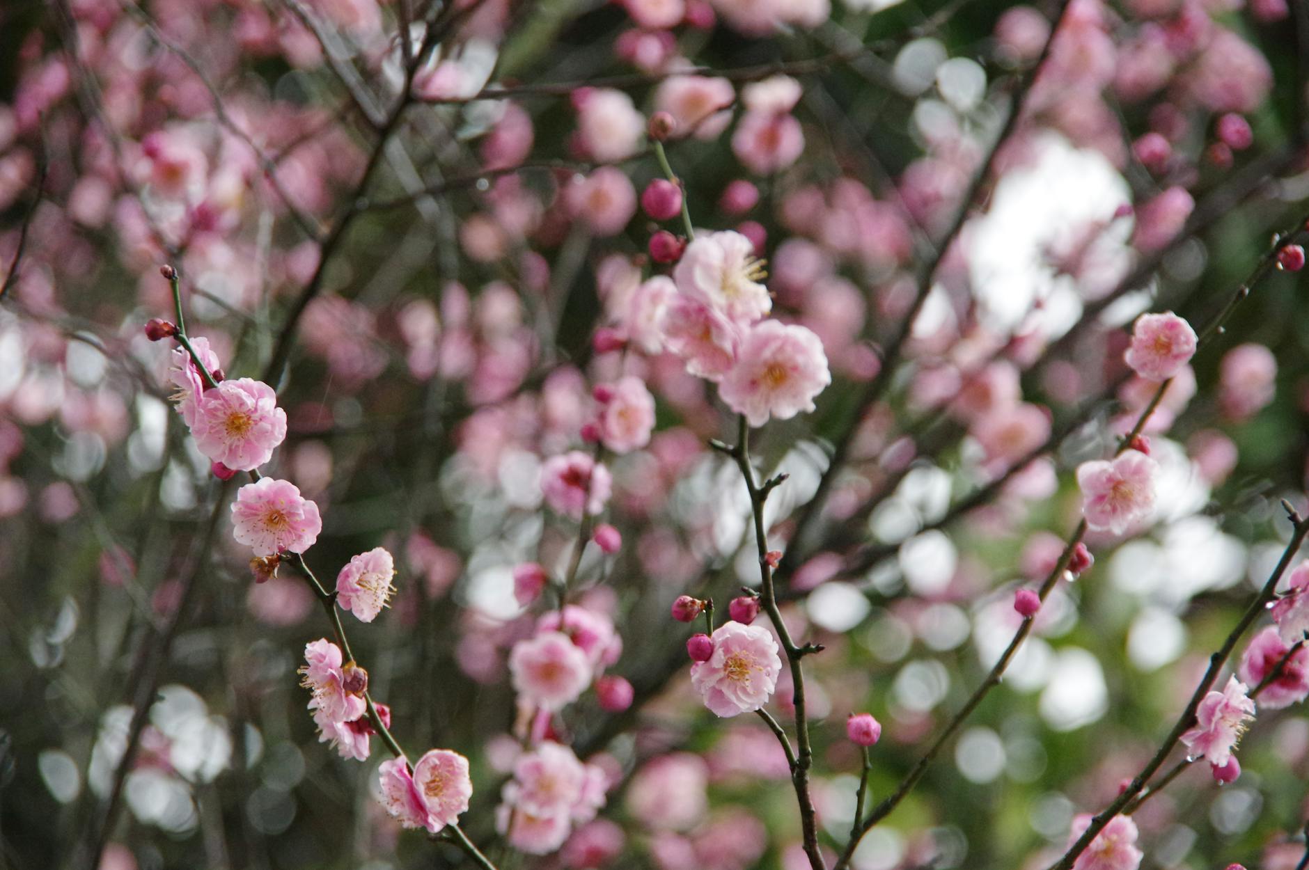 季節の花が咲く日本庭園