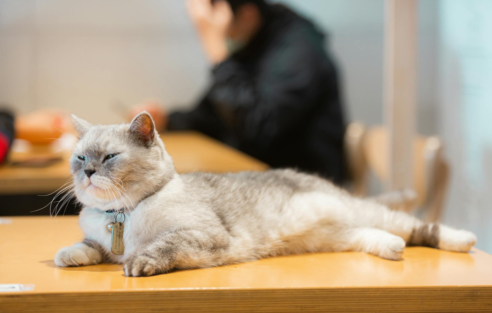 うさぎカフェのうさぎ